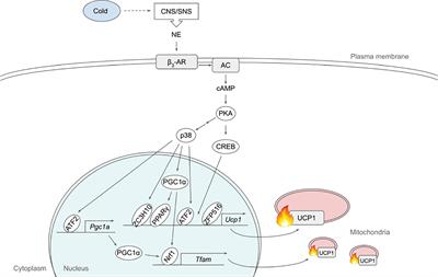 Corrigendum: Signaling Pathways Regulating Thermogenesis